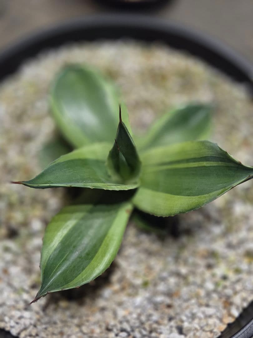 アガベ オバティフォリア キラー