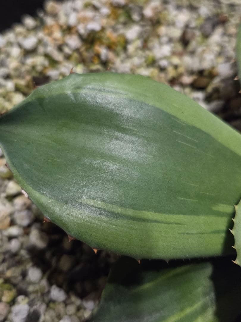 アガベ オバティフォリア キラー