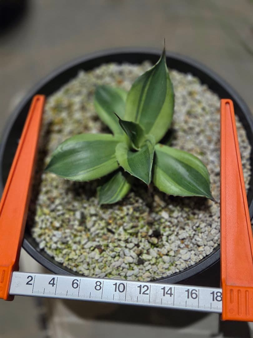 アガベ オバティフォリア キラー