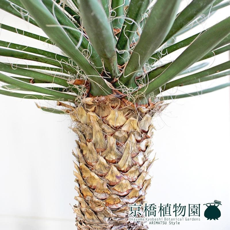 【現品】ユッカ・フィリフェラ　古木　10号（1）