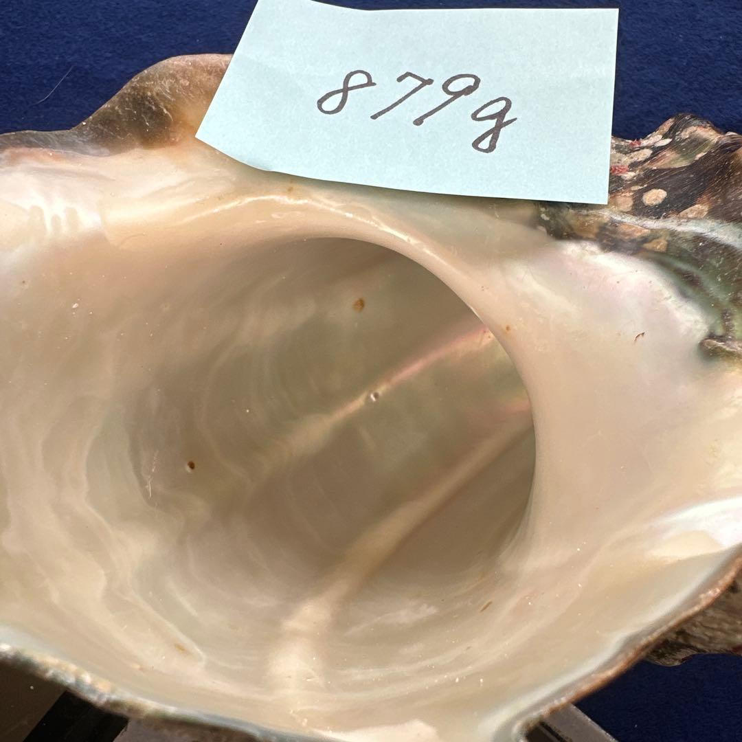 夜光貝　ヤコウ貝　まとめ売り　20個　18、5kg アクセサリー　ルアー