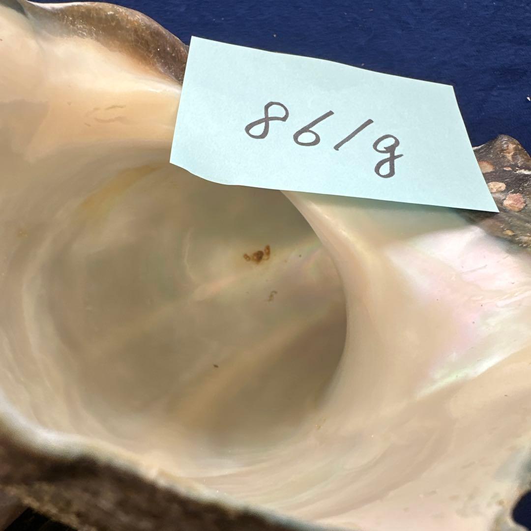 夜光貝　ヤコウ貝　まとめ売り　20個　18、5kg アクセサリー　ルアー