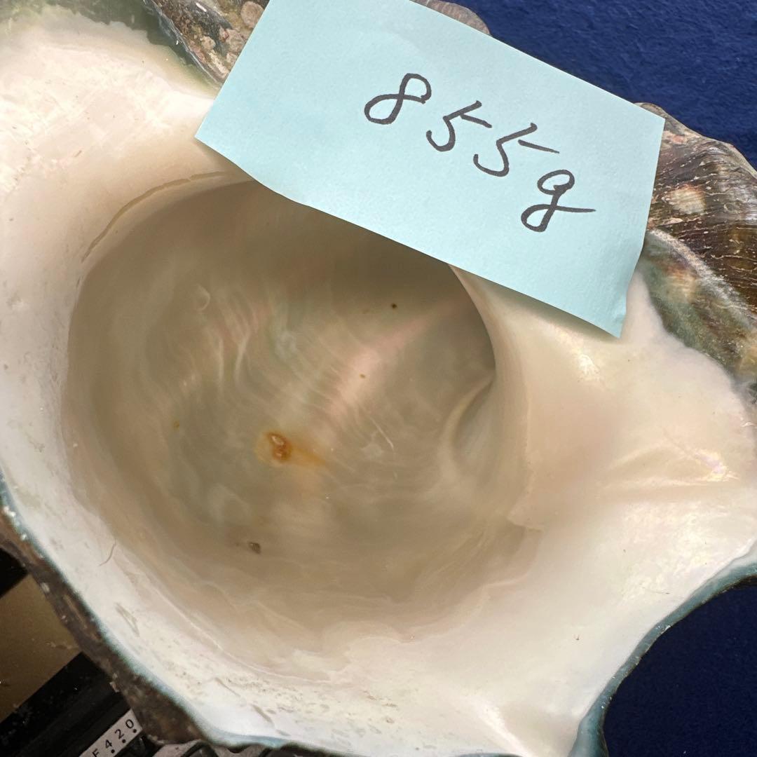 夜光貝　ヤコウ貝　まとめ売り　20個　18、5kg アクセサリー　ルアー