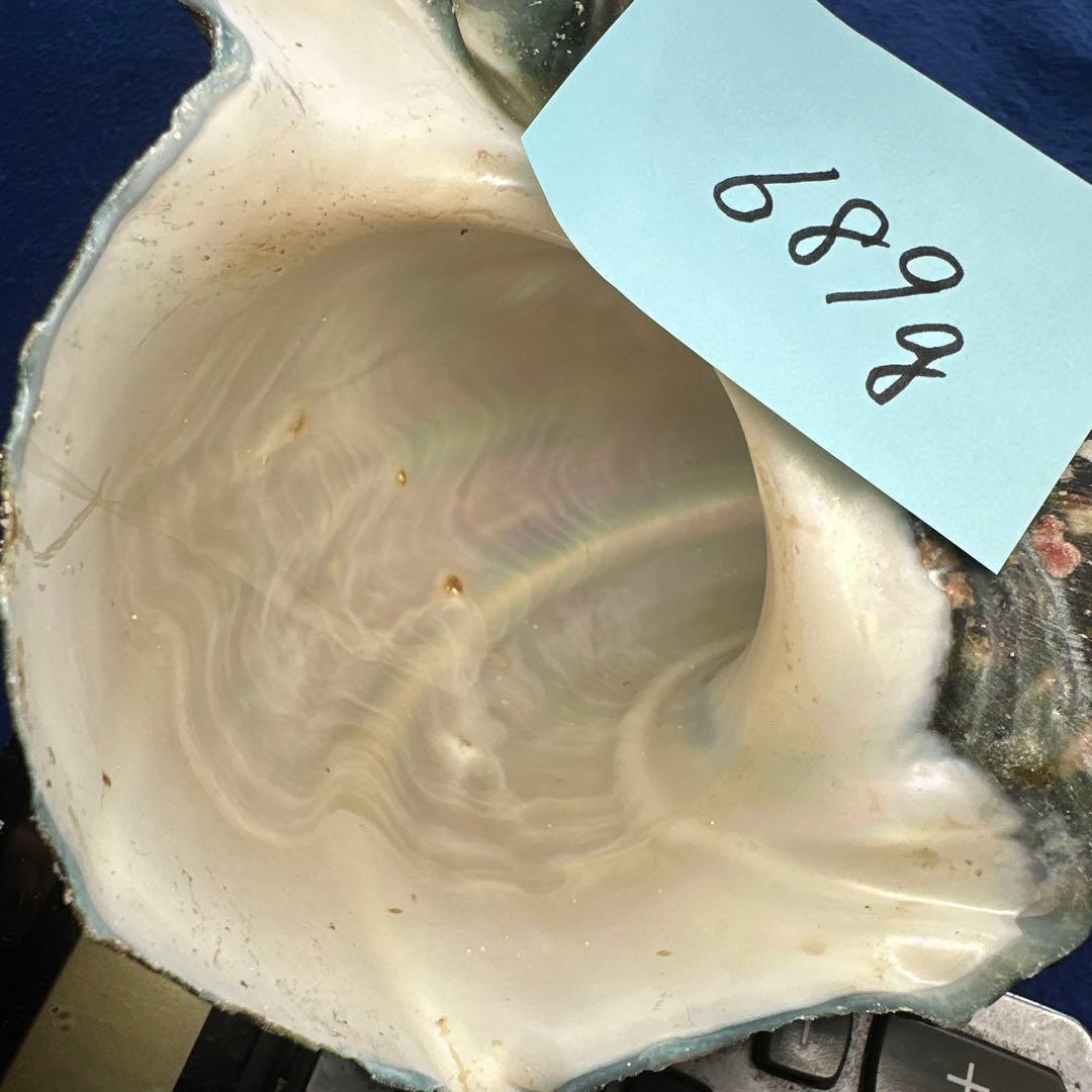 夜光貝　ヤコウ貝　まとめ売り　20個　18、5kg アクセサリー　ルアー