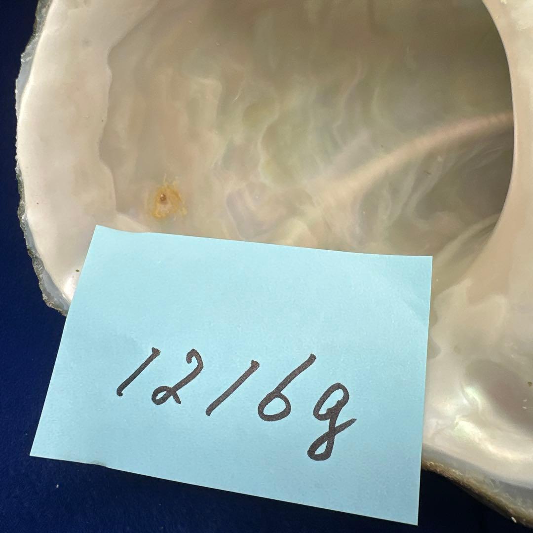 夜光貝　ヤコウ貝　まとめ売り　20個　18、5kg アクセサリー　ルアー