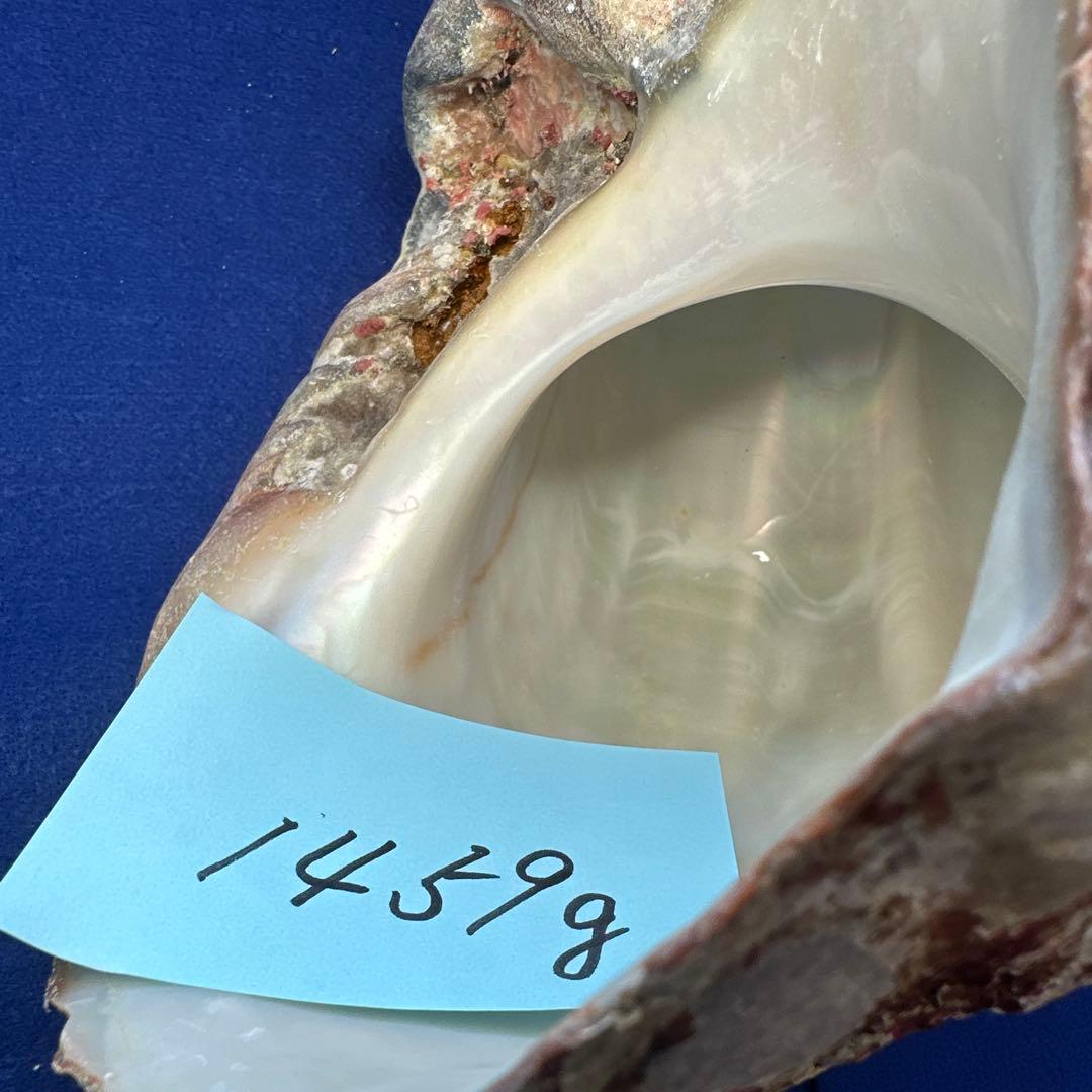 夜光貝　ヤコウ貝　まとめ売り　20個　18、5kg アクセサリー　ルアー