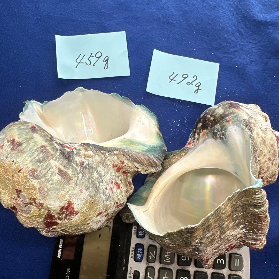 夜光貝　ヤコウ貝　まとめ売り　20個　18、5kg アクセサリー　ルアー