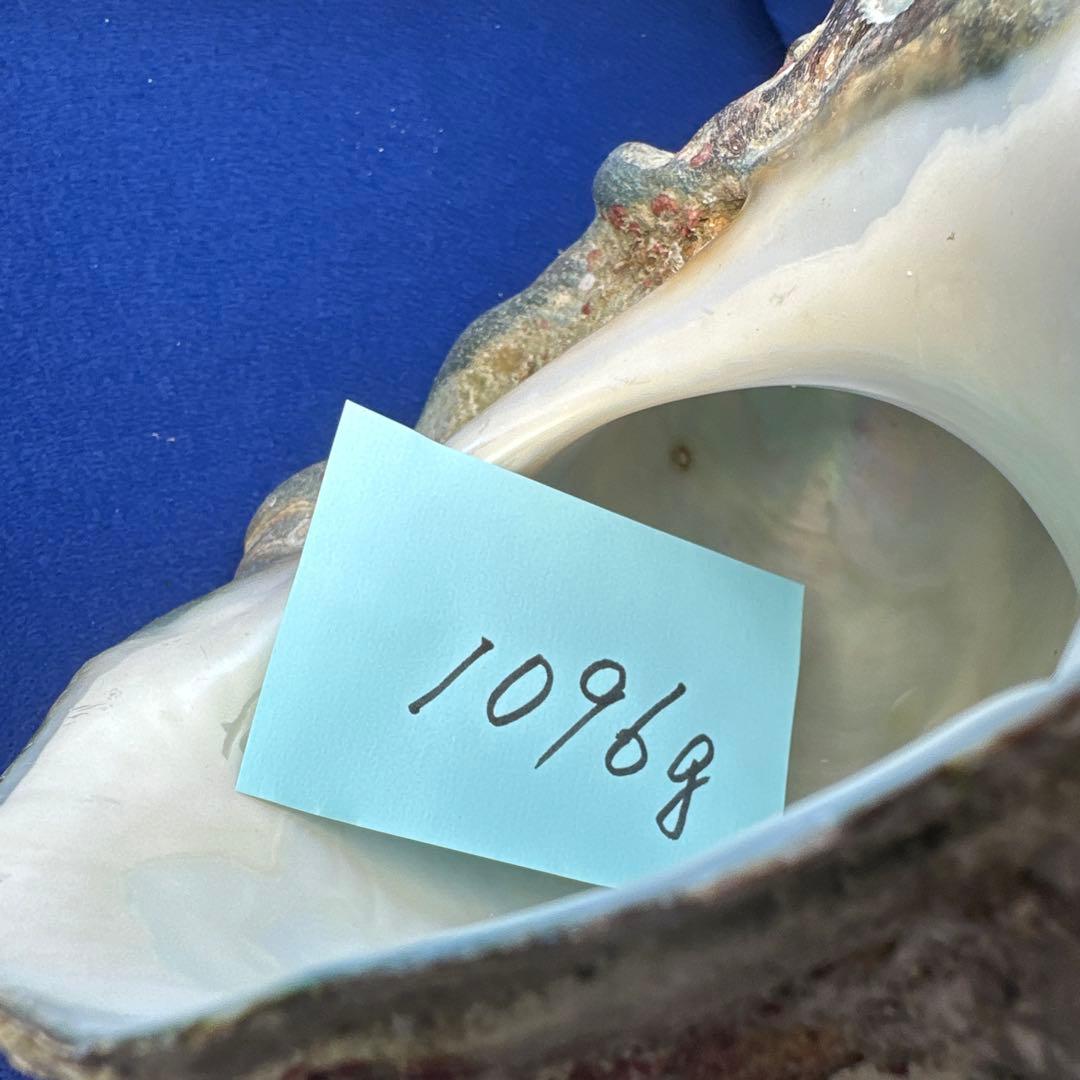 夜光貝　ヤコウ貝　まとめ売り　20個　18、5kg アクセサリー　ルアー