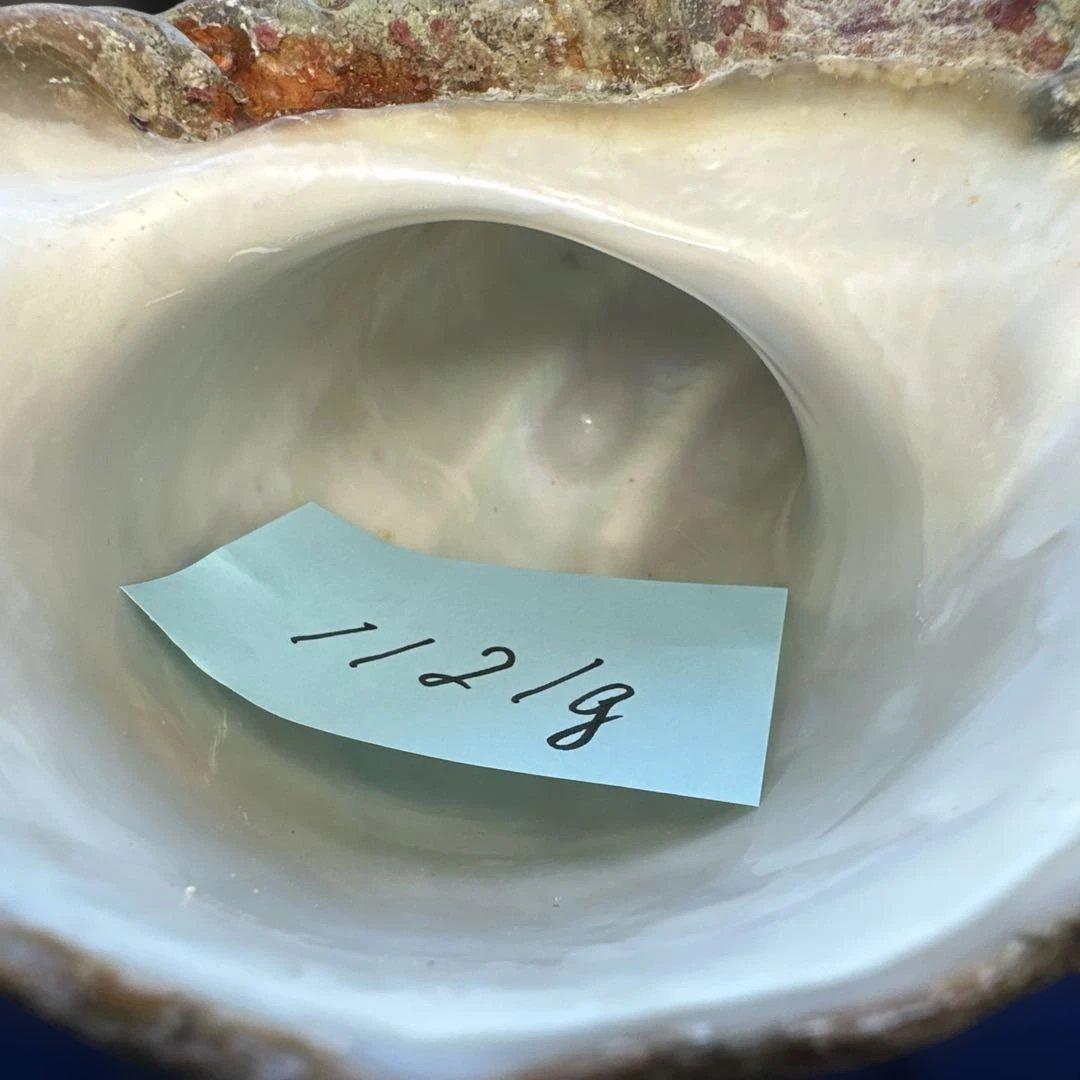 夜光貝　ヤコウ貝　まとめ売り　20個　18、5kg アクセサリー　ルアー