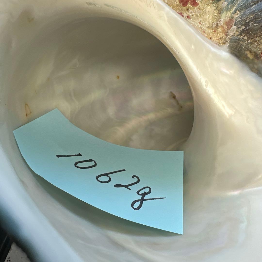 夜光貝　ヤコウ貝　まとめ売り　20個　18、5kg アクセサリー　ルアー