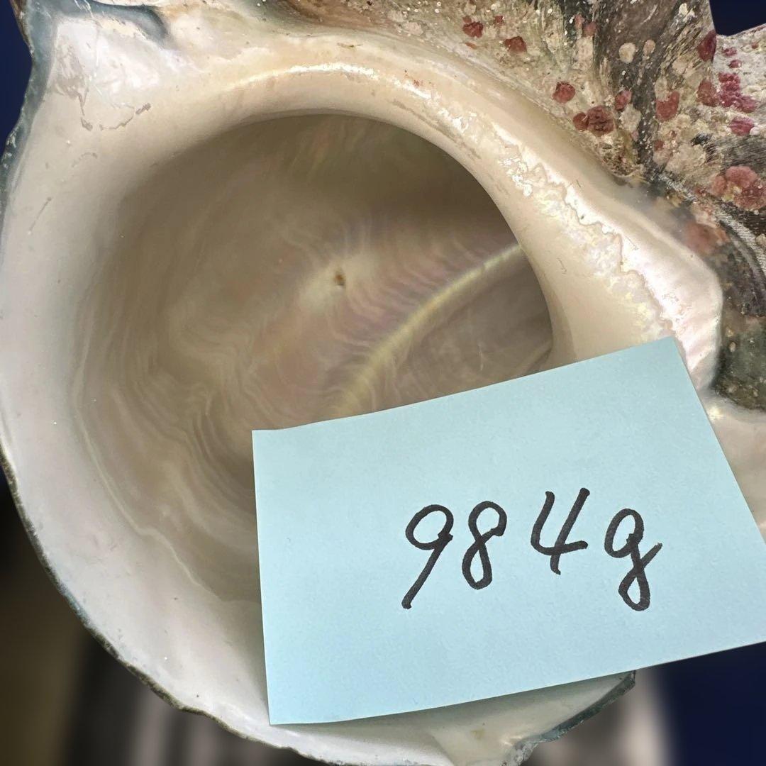 夜光貝　ヤコウ貝　まとめ売り　20個　18、5kg アクセサリー　ルアー