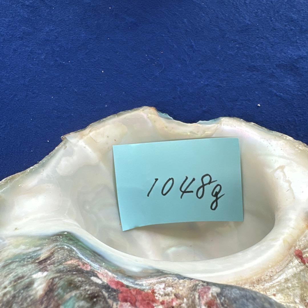 夜光貝　ヤコウ貝　まとめ売り　20個　18、5kg アクセサリー　ルアー