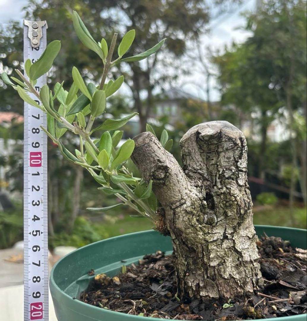 オリーブの木　バルネア　古木　極太　植物　盆栽