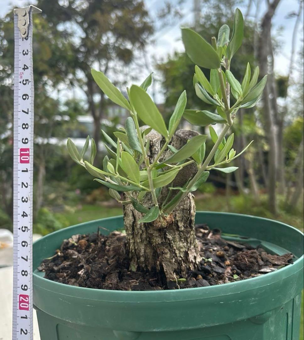 オリーブの木　バルネア　古木　極太　植物　盆栽