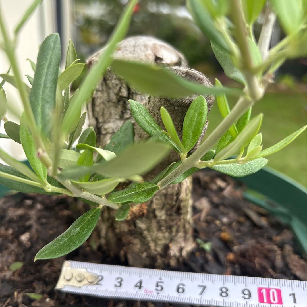 オリーブの木　バルネア　古木　極太　植物　盆栽