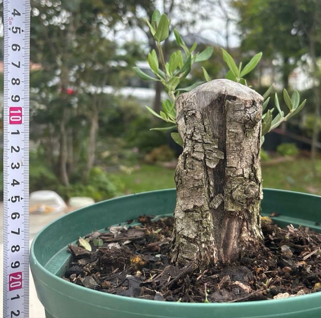 オリーブの木　バルネア　古木　極太　植物　盆栽
