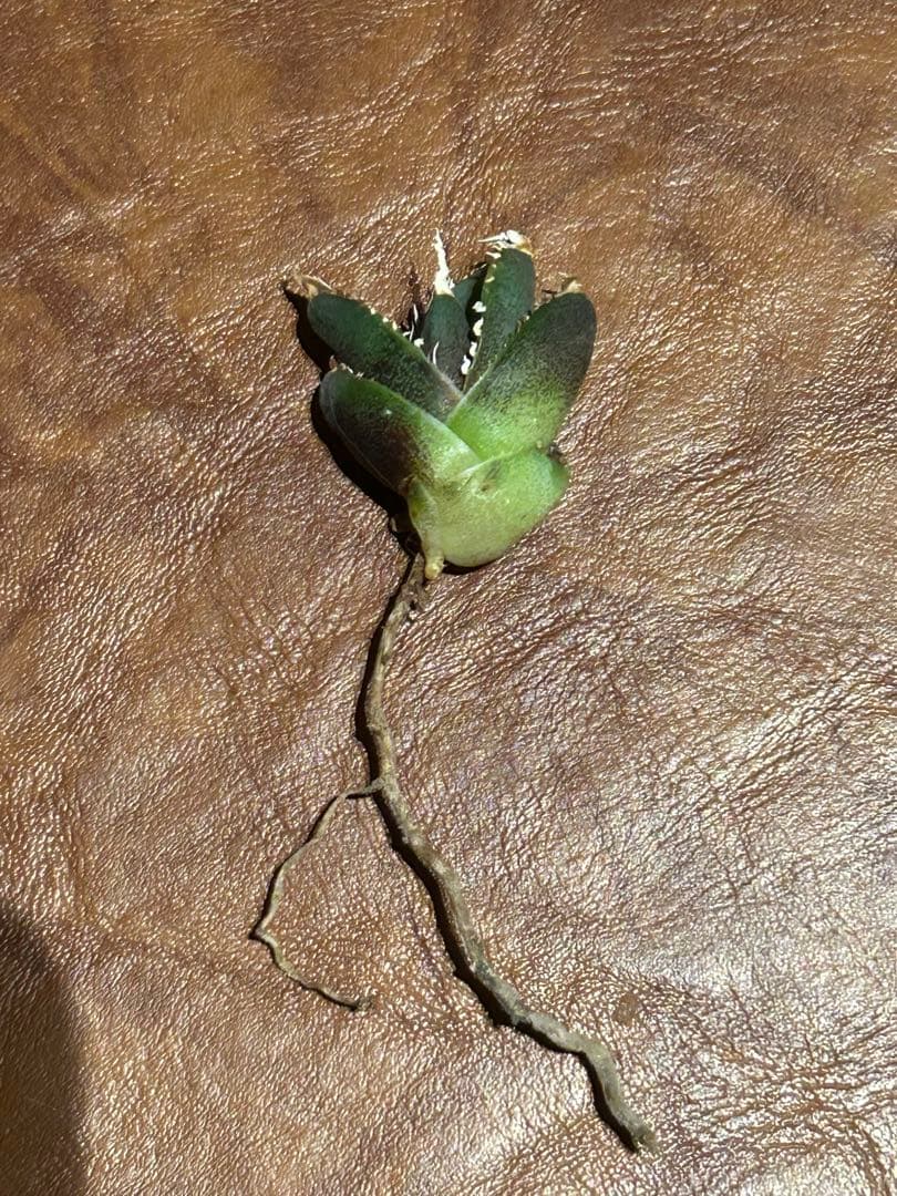 超希少】Agave Dennis 007(ギドラ)子株