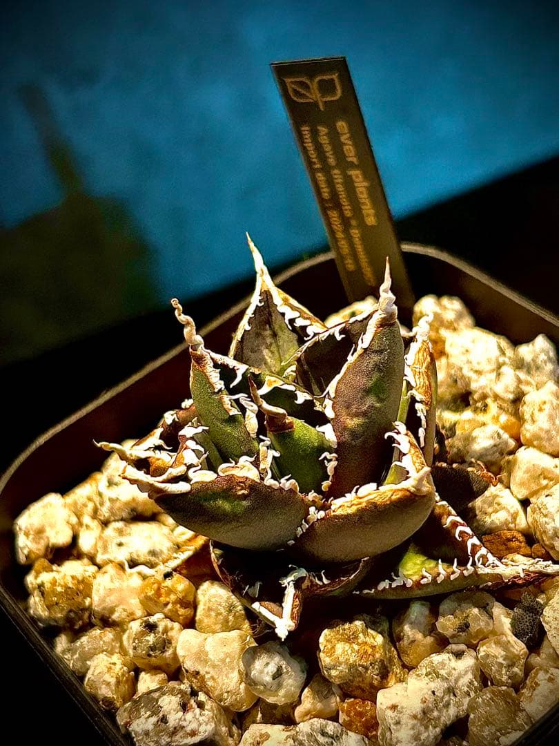 超希少】Agave Dennis 007(ギドラ)子株