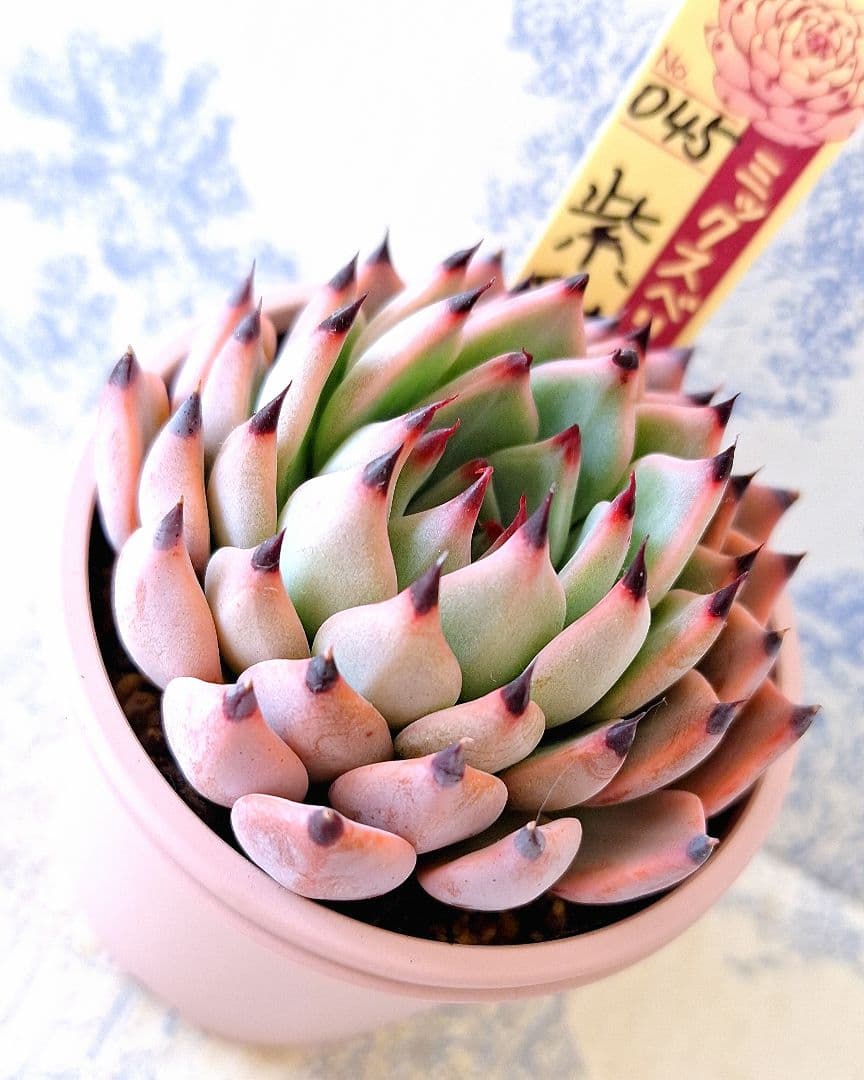 紫紺の矢 札付きポットごとメルカリ便おらいさん苗ミックスベリア