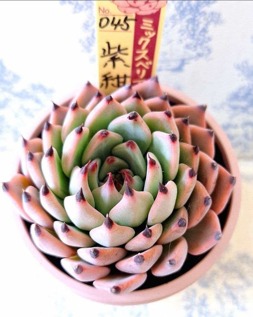 紫紺の矢 札付きポットごとメルカリ便おらいさん苗ミックスベリア