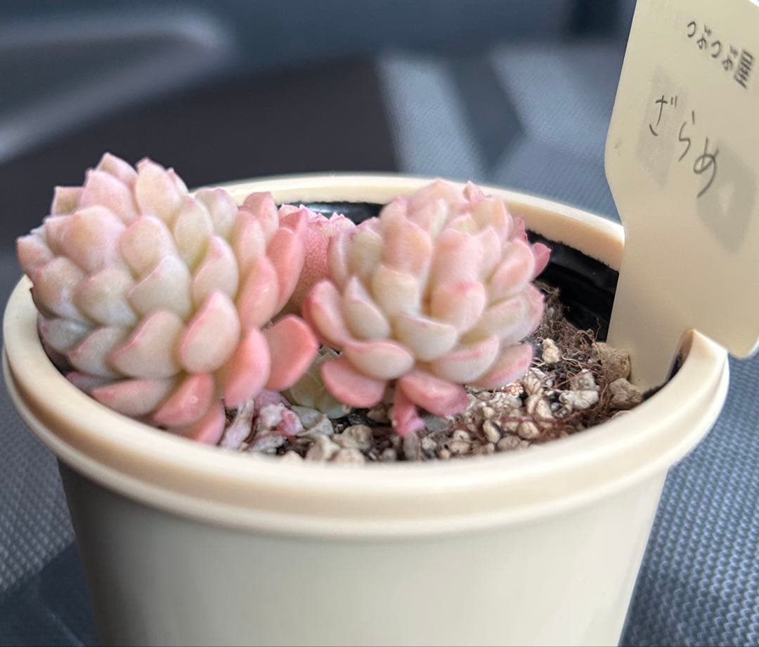 札付き❣️ ざらめ　スプリングワンダー×ケッセルリンギアナ　抜き苗　つぶつぶ屋さん