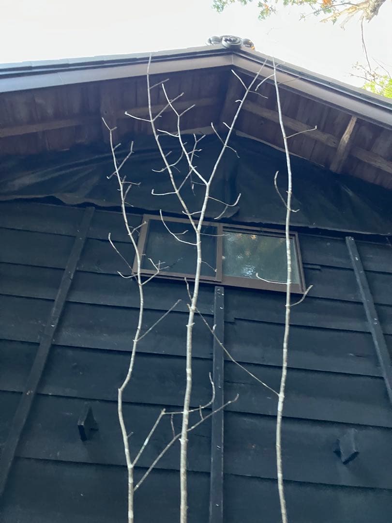 302 山採りアオダモ