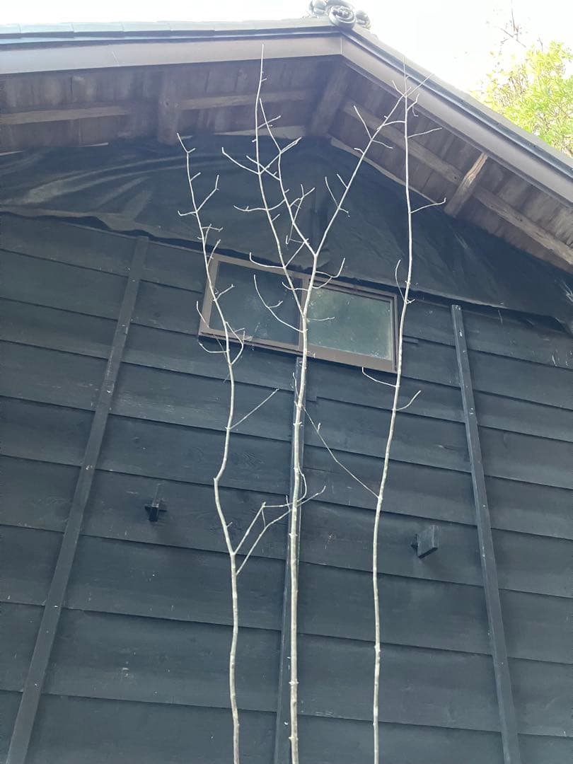 302 山採りアオダモ