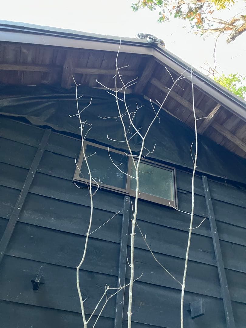 302 山採りアオダモ