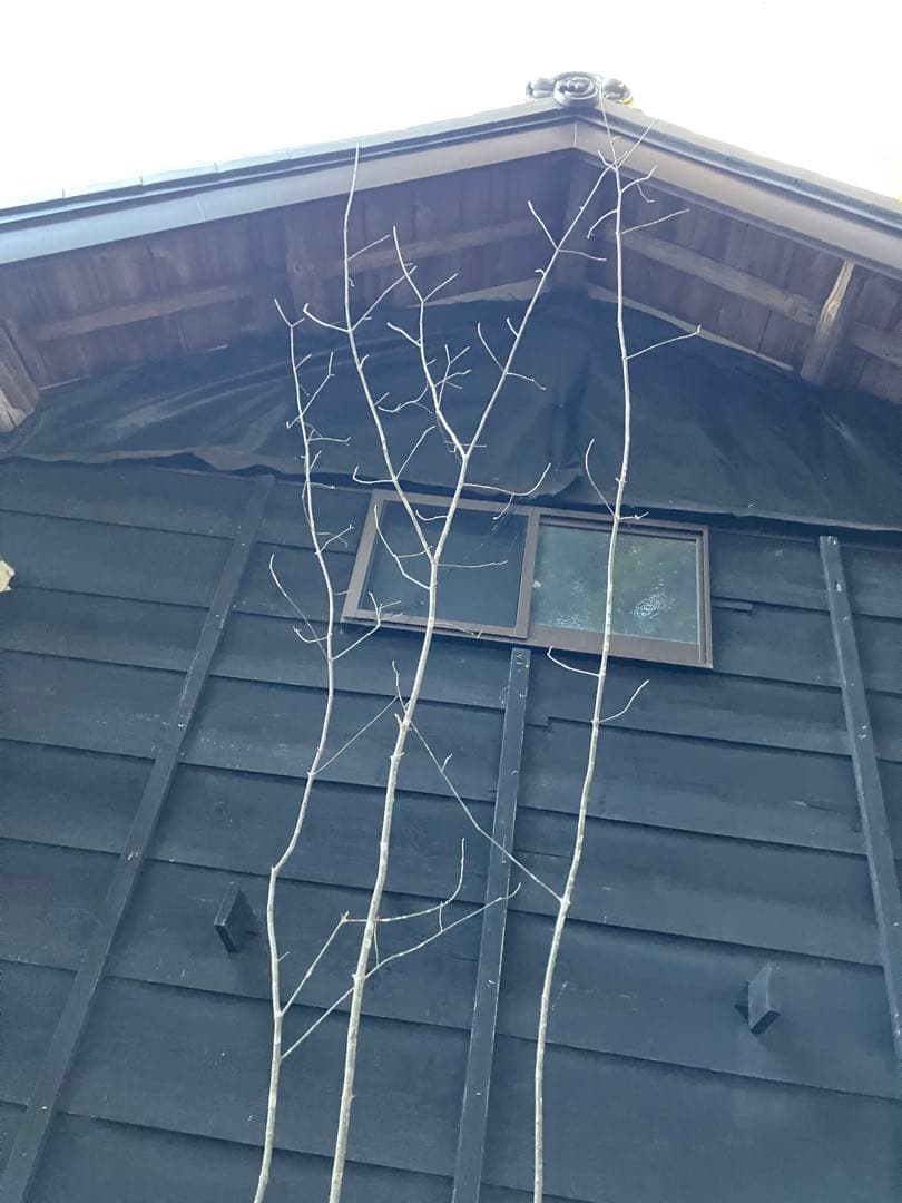 302 山採りアオダモ