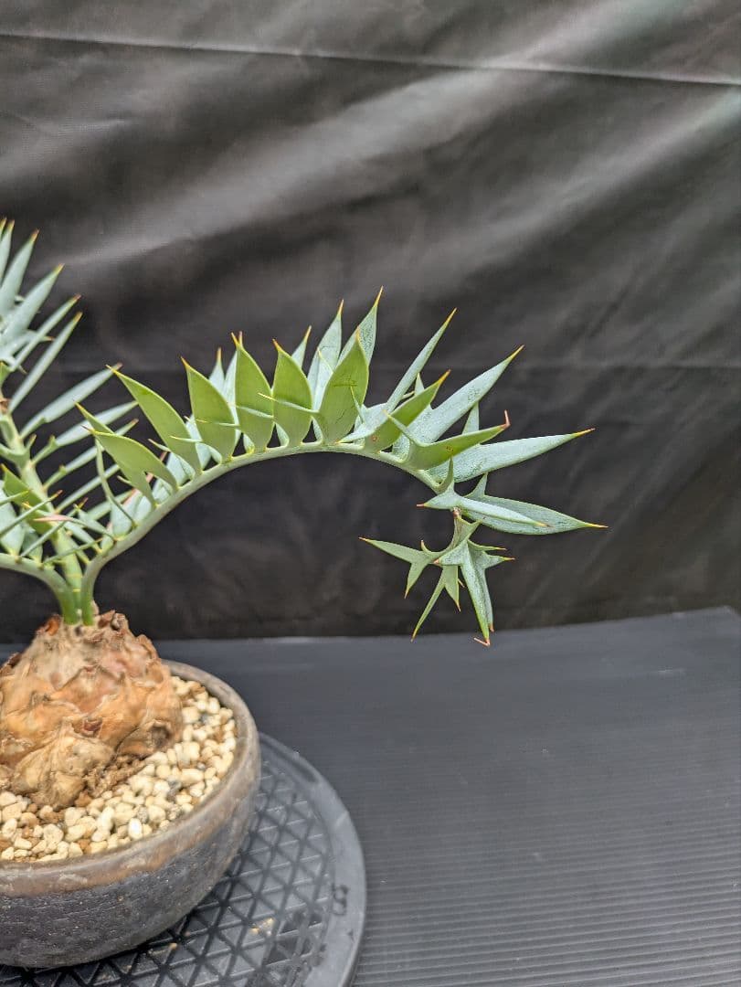 15 エンセファラルトス ホリダス　信楽焼　盆栽株 丸々