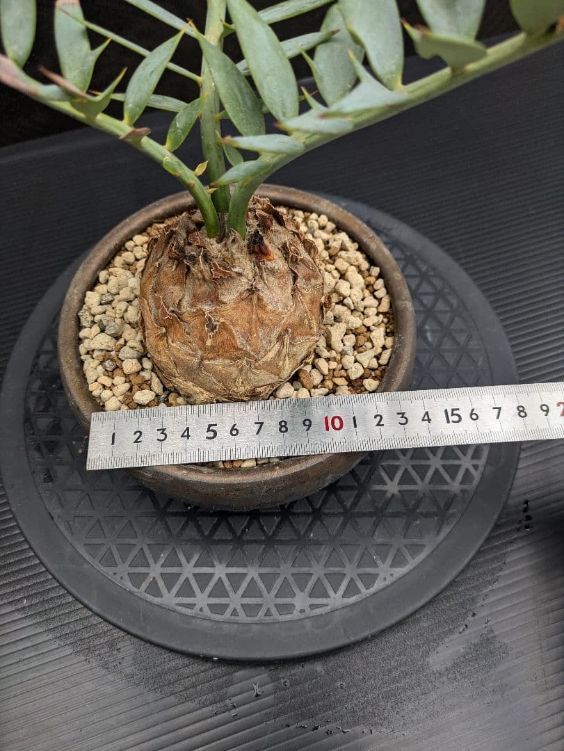 15 エンセファラルトス ホリダス　信楽焼　盆栽株 丸々