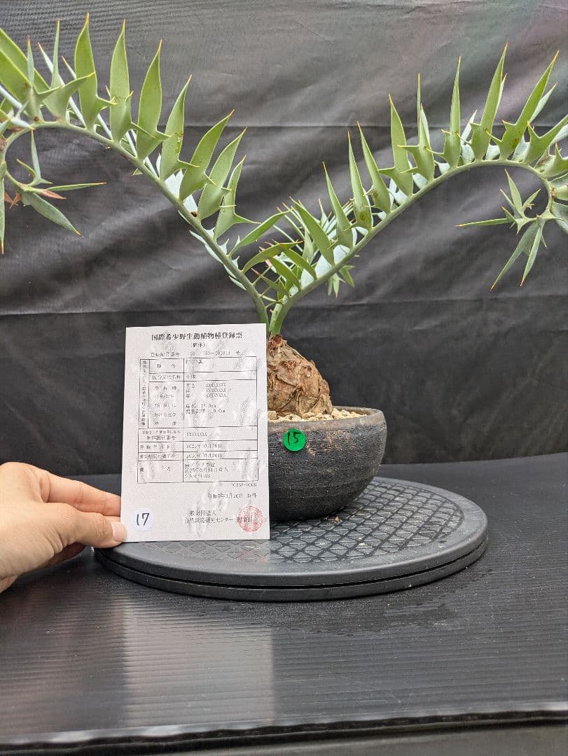 15 エンセファラルトス ホリダス　信楽焼　盆栽株 丸々