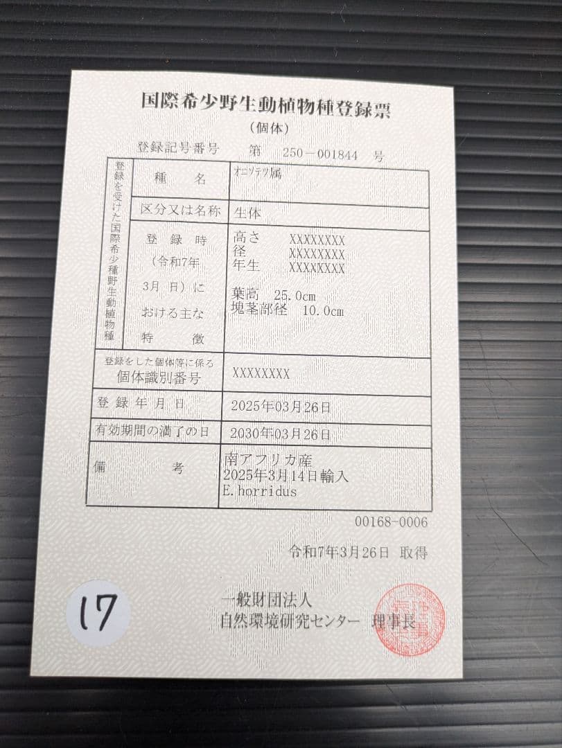 15 エンセファラルトス ホリダス　信楽焼　盆栽株 丸々