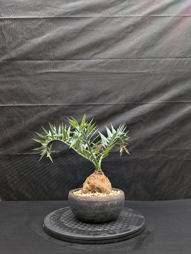 15 エンセファラルトス ホリダス　信楽焼　盆栽株 丸々