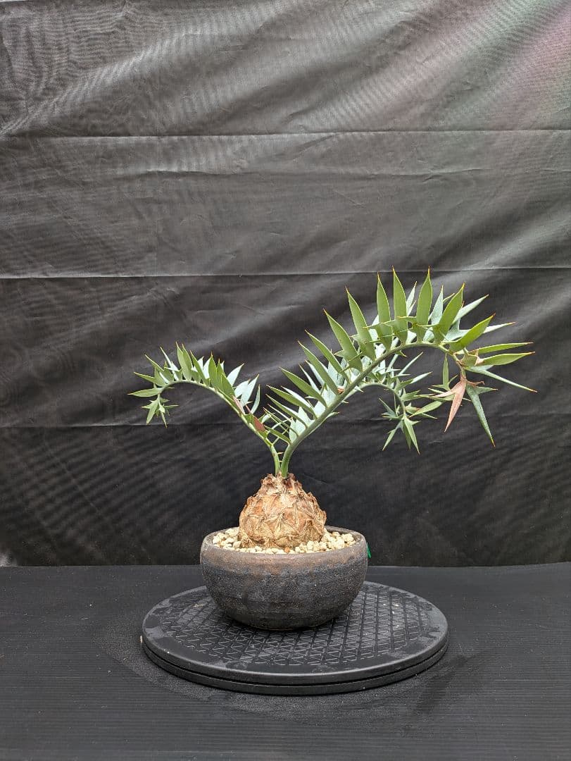 15 エンセファラルトス ホリダス　信楽焼　盆栽株 丸々