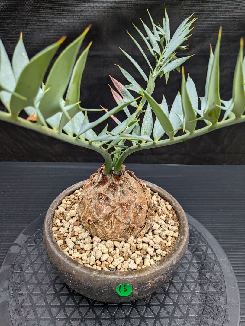 15 エンセファラルトス ホリダス　信楽焼　盆栽株 丸々