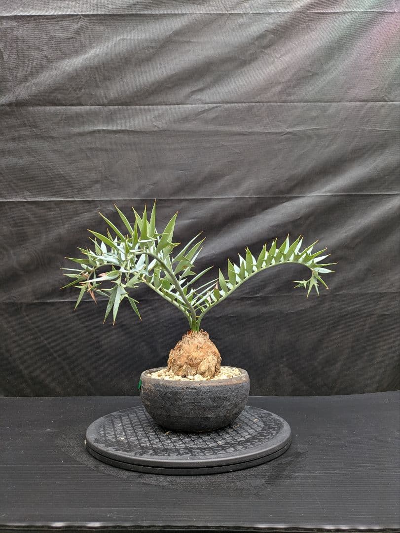 15 エンセファラルトス ホリダス　信楽焼　盆栽株 丸々