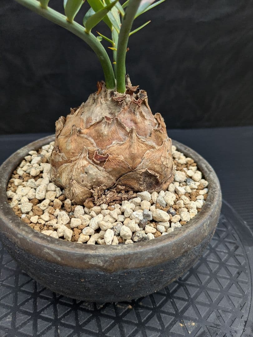 15 エンセファラルトス ホリダス　信楽焼　盆栽株 丸々