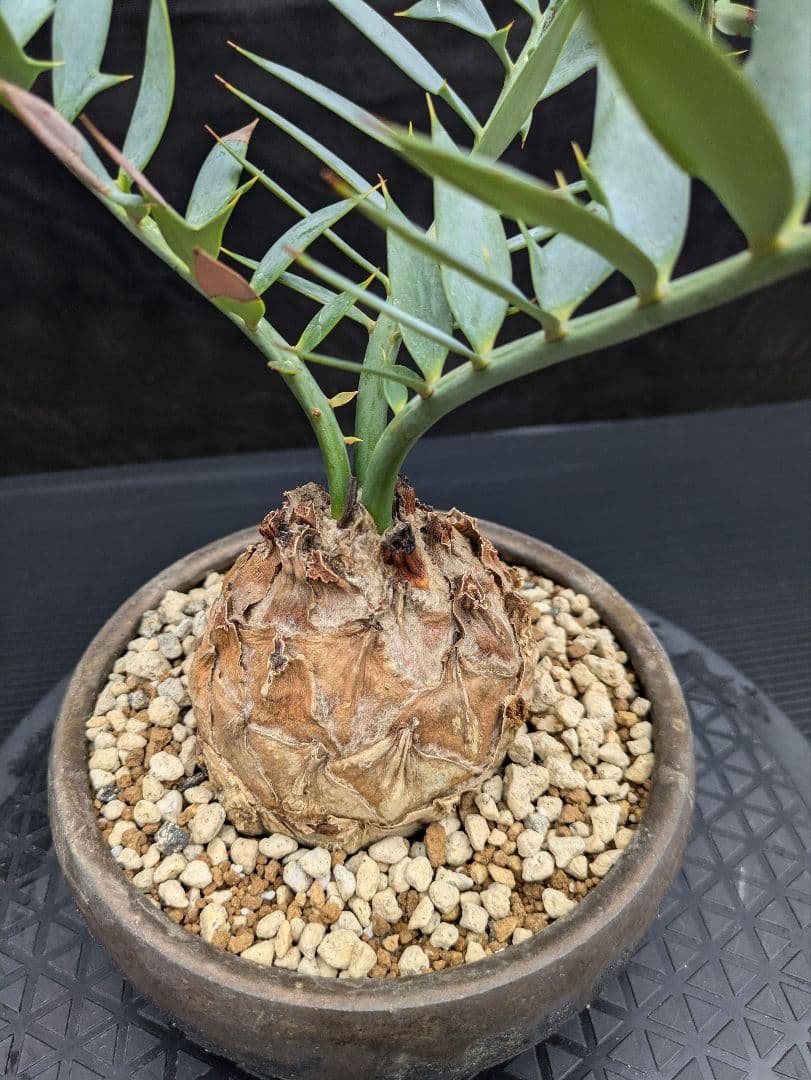 15 エンセファラルトス ホリダス　信楽焼　盆栽株 丸々