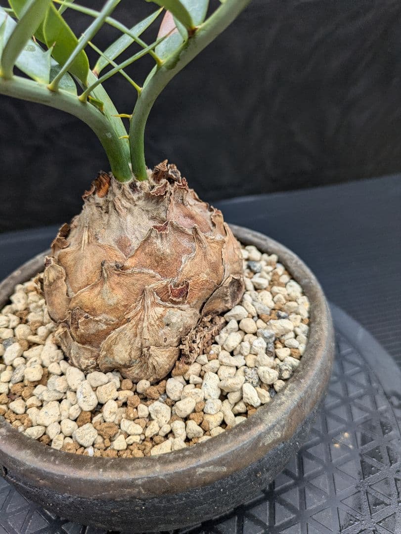 15 エンセファラルトス ホリダス　信楽焼　盆栽株 丸々