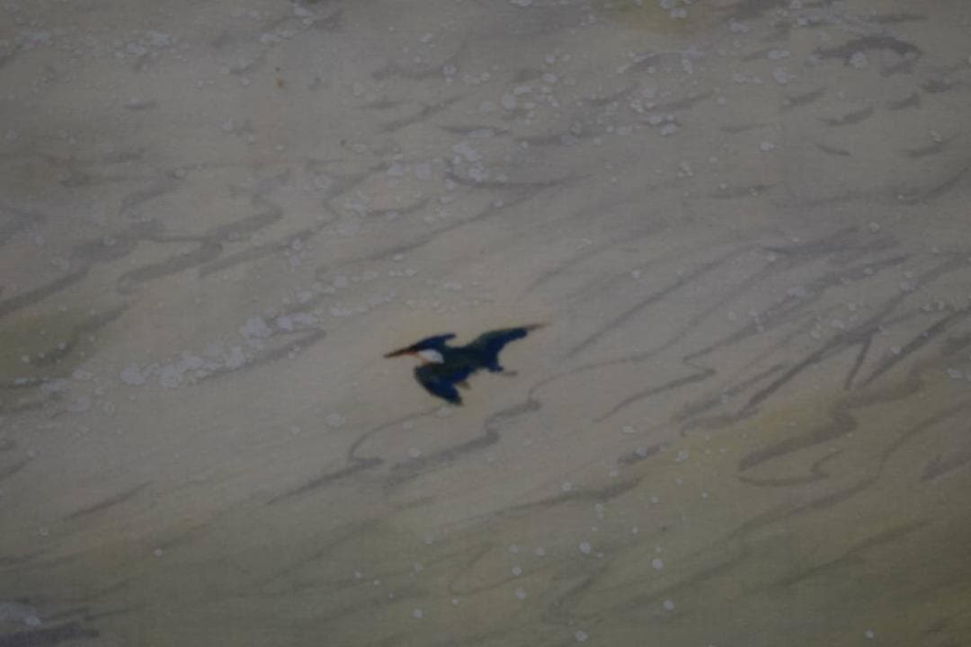 真作/古谷一晁/秋谿/カワセミ図/桐共箱付/布袋屋掛軸HE-213 - メルカリ