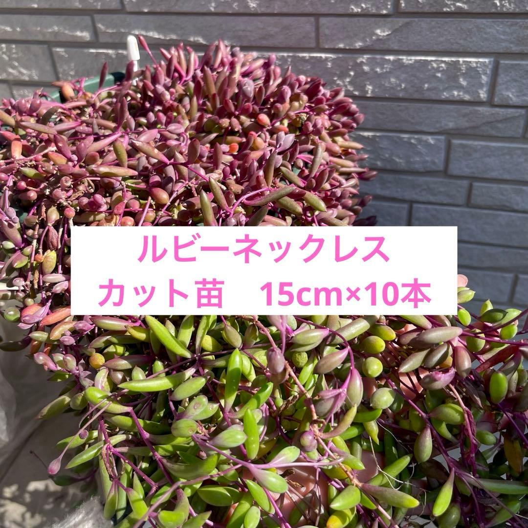 多肉植物 ルビーネックレス カット苗 15cm×10本 ② - メルカリ