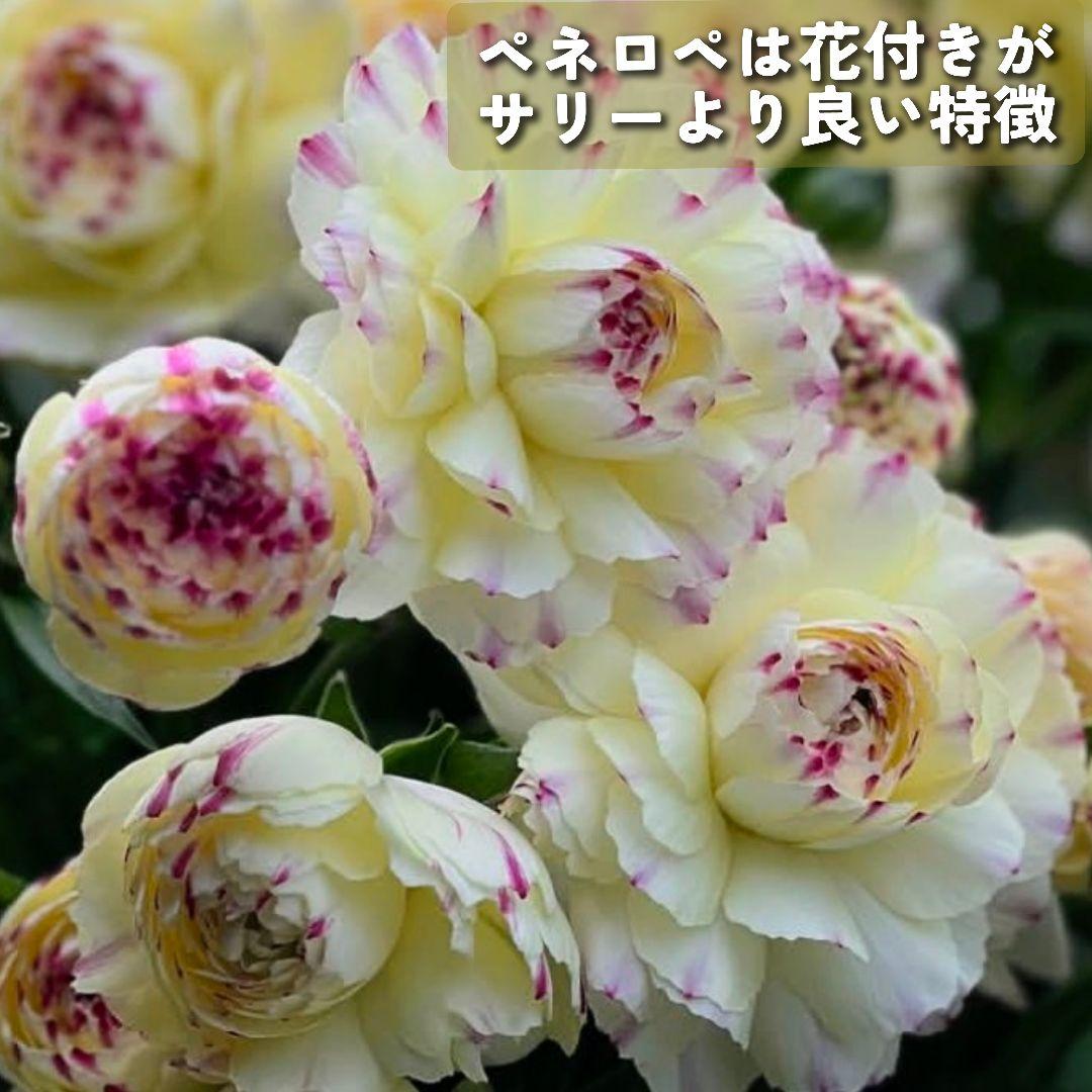 宿根草【綾園芸】ラナンキュラスラックス『ペネロペ・アポロン』新品種