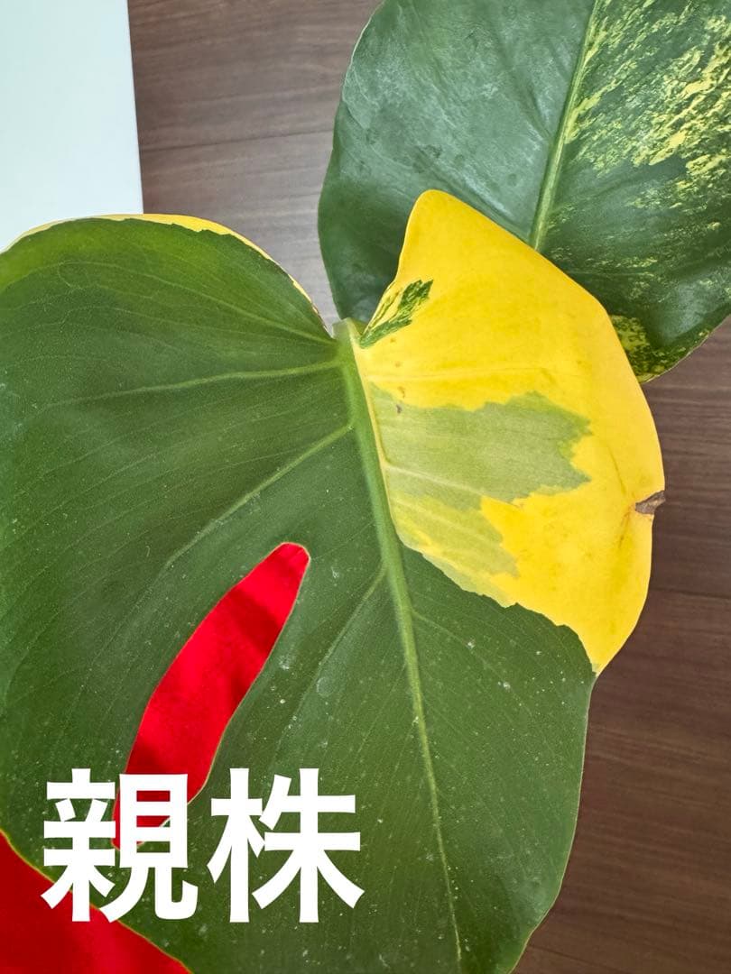 超希少】確実正規モンステラ デリシオーサ イエローマリリン 極上茎