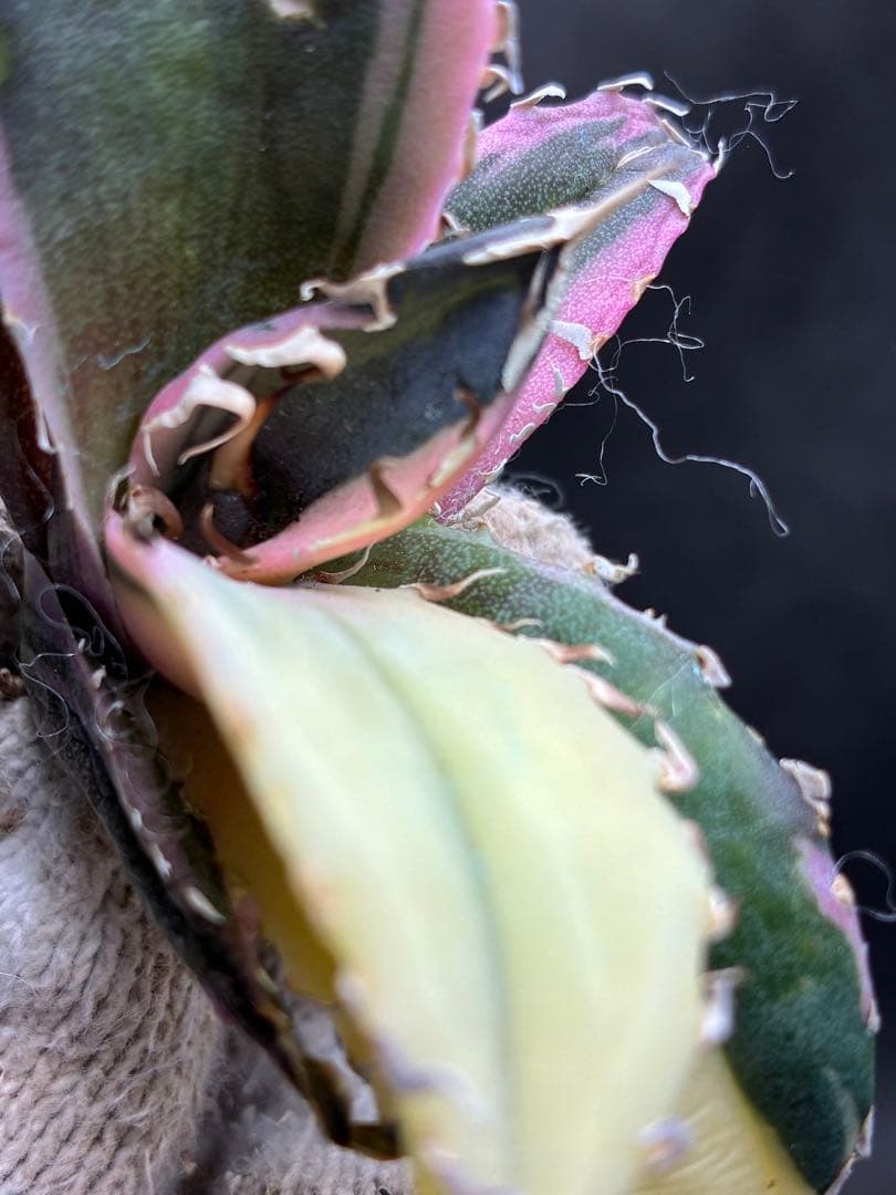 アガベ チタノタ「白鯨錦特殊錦」中斑入り 珍しいカラー 鮮やかな