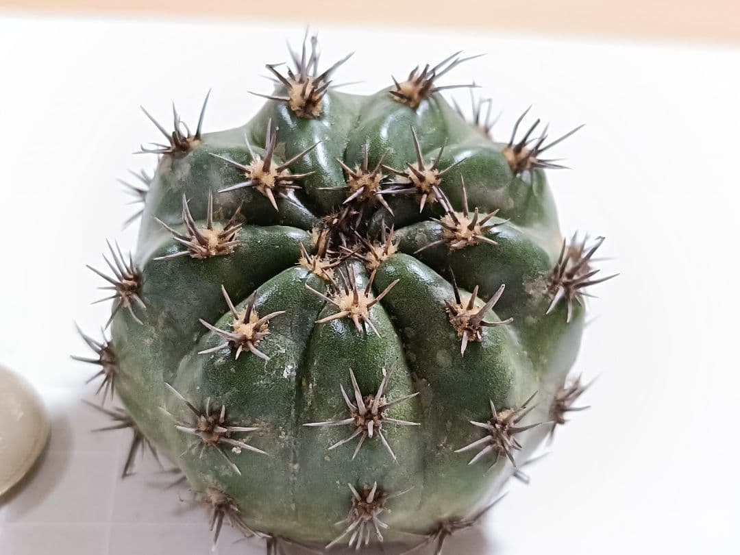 34-オーロラ 人気花サボテン ロビビア属 複色咲き 群開花 カキコ