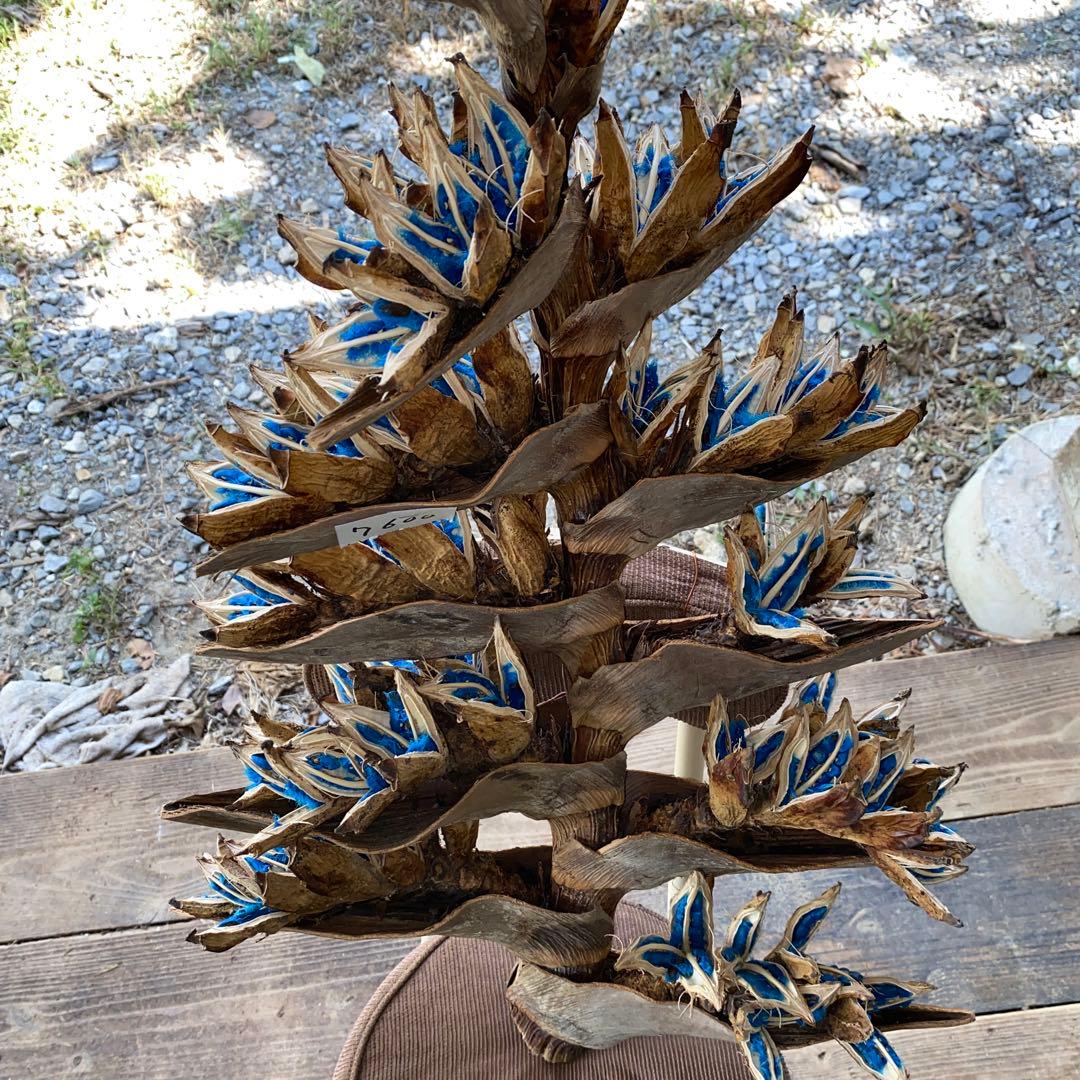 オオギバショウ、扇芭蕉、旅人の木、タビビトノキA