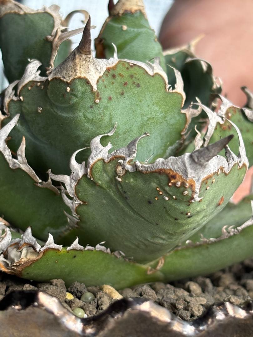 m*s様 【親株限定1株】アガベ　麻花龍　マカロン　Lize産　 / 冰雹　蚩尤