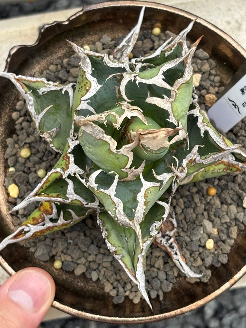 m*s様 【親株限定1株】アガベ　麻花龍　マカロン　Lize産　 / 冰雹　蚩尤