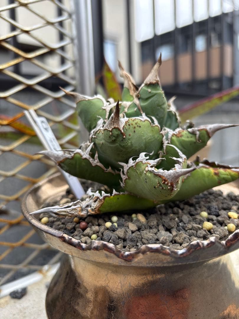 m*s様 【親株限定1株】アガベ　麻花龍　マカロン　Lize産　 / 冰雹　蚩尤